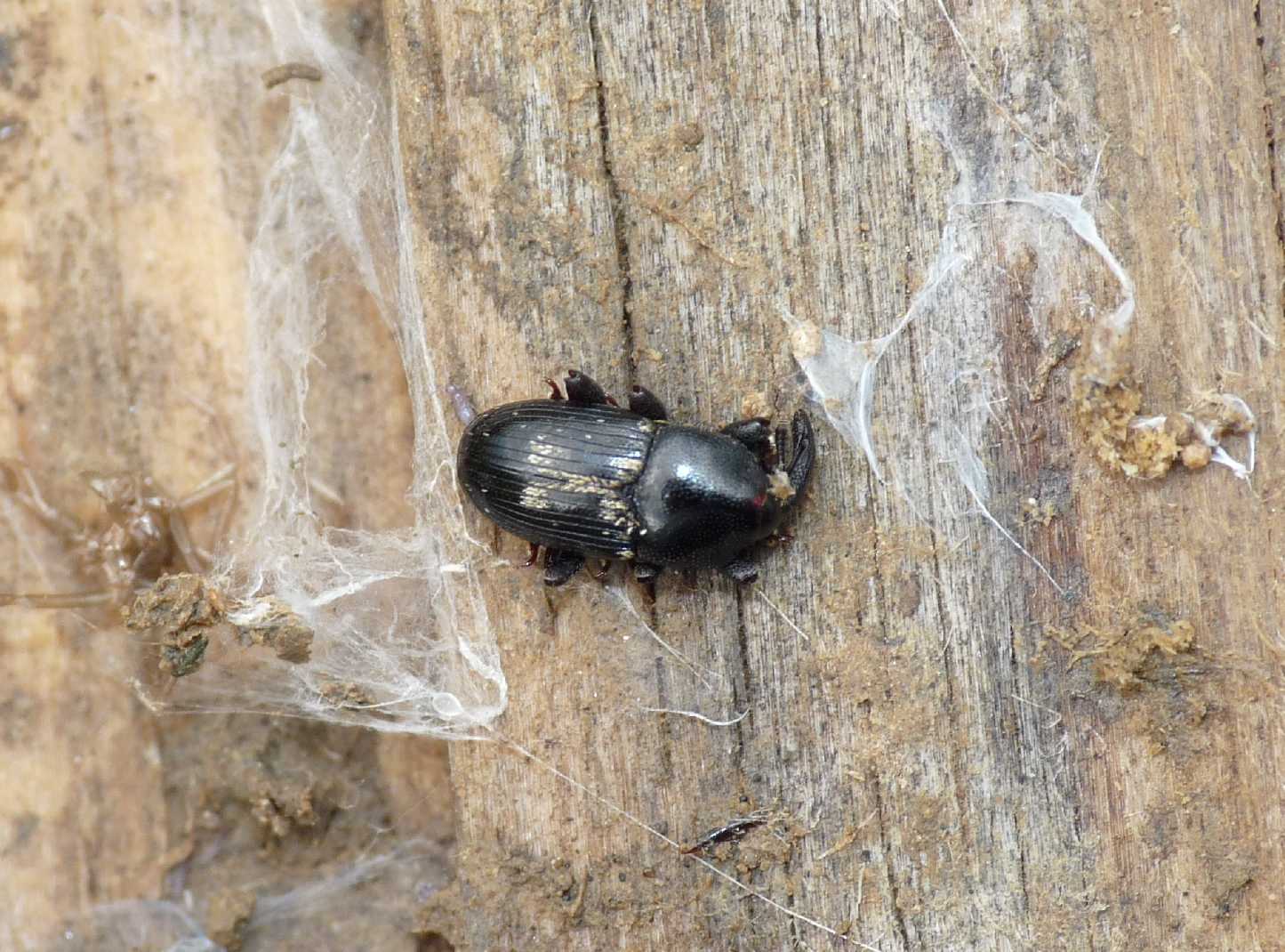 Piccolo curculionide: Melaleucus cf. spoliatus